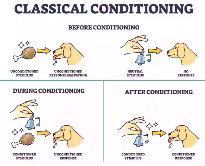 OpexProf's tweet photo. Ivan Pavlov’s experiment (1897) demonstrated classical conditioning, where dogs learned to associate a neutral stimulus (a bell) with food, eventually salivating at the sound alone. In business, this shows how consumer and employee behavior can be shaped by repeated associations. https://t.co/gJRB8j8Pnm