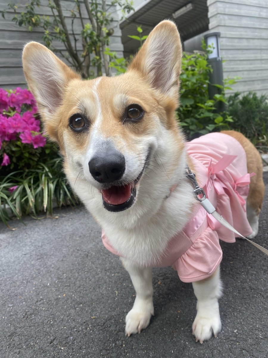 PonCorgi's tweet photo. 会いたい😭🩷 https://t.co/eviljSisoi