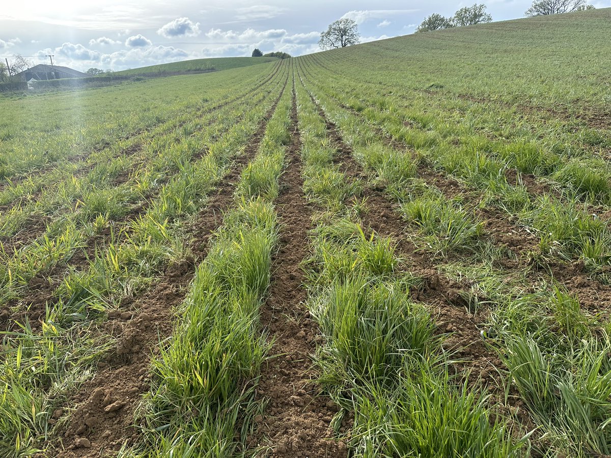 Barney Tremaine tweet media