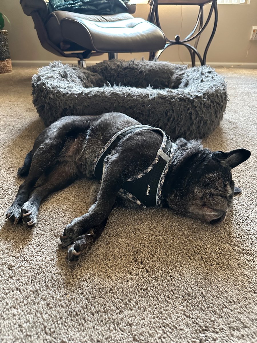pugster2's tweet photo. @_B___S Gotcha day August 3,2024. ❤️Crystal ❤️ 14 years old. Deaf, can’t see very well, no teeth. We love her so much! https://t.co/BsdLvKjVnT
