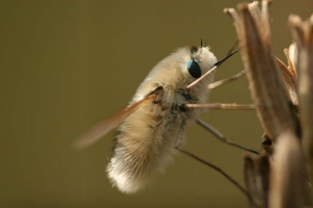 my favorite autistic pass time is looking up and saving pictures of bugs to my phone to look at later. here are some hits.