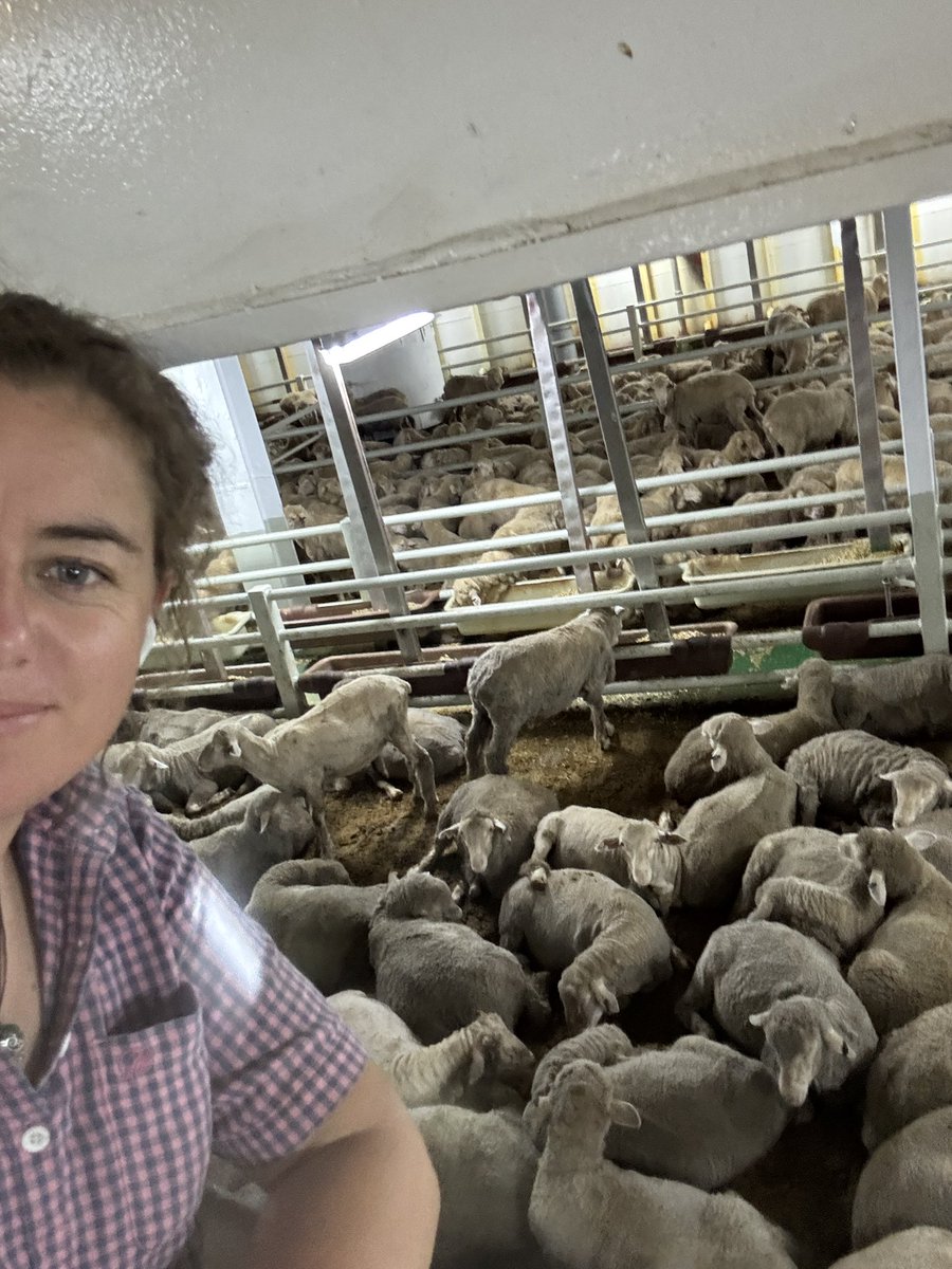 💚 this is live export! 
#curious #content #KeeptheSheep