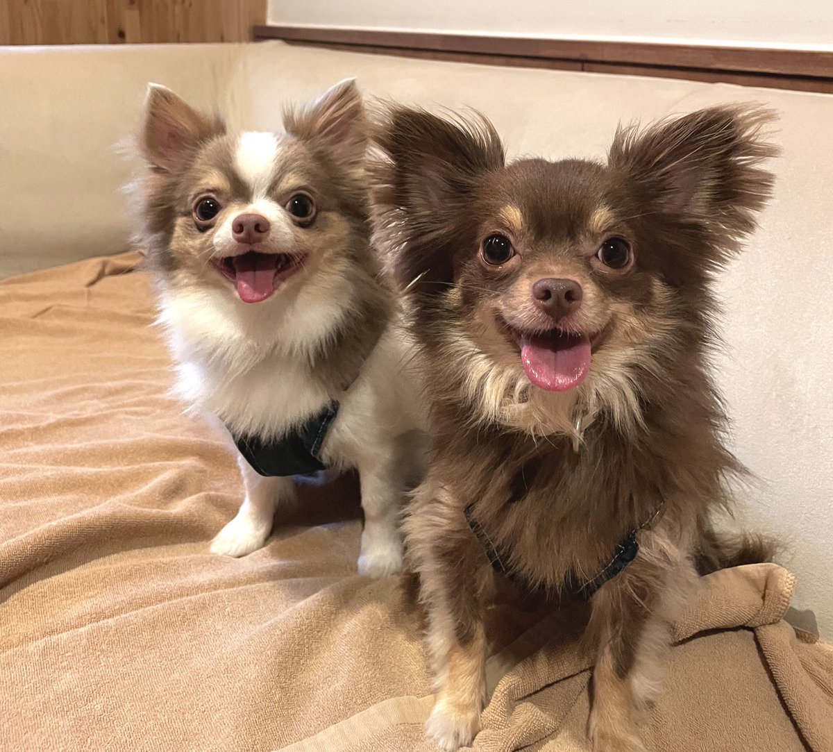 M___k_ten23's tweet photo. @gekkan_wanko 左から「うる」「おーず」です🐶
よろしくお願いします✨✨✨ https://t.co/hxw44Nivwv