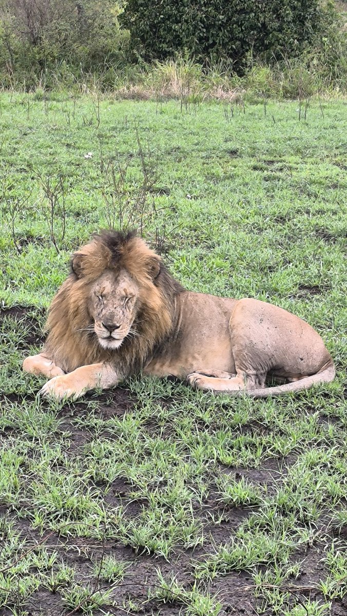 We are busy selling Kenya. We are promising great safaris and unforgettable memories. Guests booked flights. But they couldn't board. ETA not approved. Who is accountable? 
#FixKenyaETA  #tourisminkenya