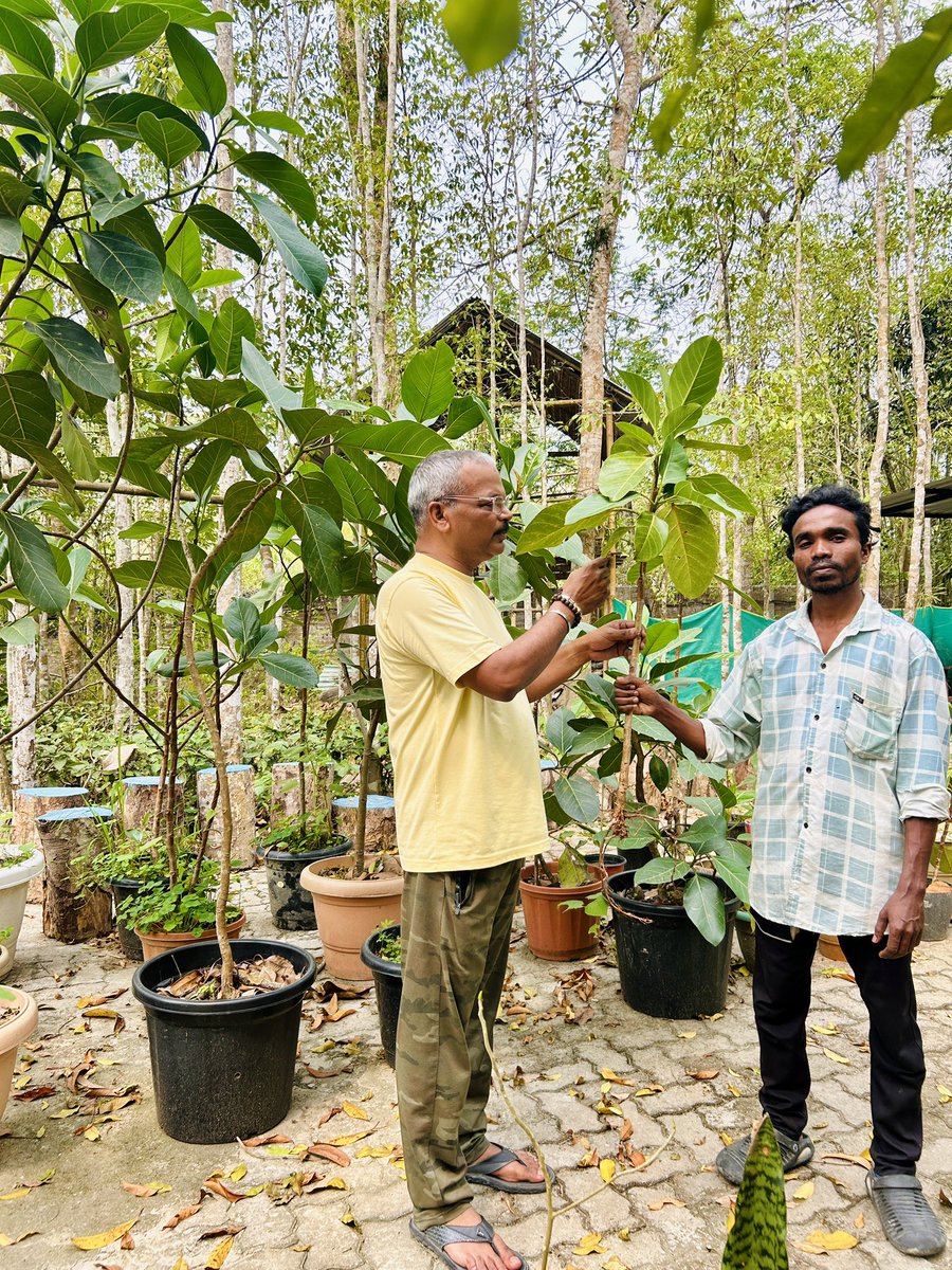 Mrinal_MLA's tweet photo. #Borgos #FicusIndica ,A very special Bohag Bihu gift from Bhupen Sawasi.
ব'হাগ বিহুৰ বিশেষ উপহাৰ ।
ব'হাগ বিহুত বহু লোকে বিভিন্ন ধৰণৰ উপহাৰ দিয়ে, কিন্তু কিছুমান উপহাৰে মন চুই যায়। আজি ব'হাগৰ পহিলা দিনটোতে বৰফলং বাগিছাৰ শ্ৰী ভূপেন চাৱাচীয়ে মই অতিকৈ ভালপোৱা এটি বৰগছৰ পুলি উপহাৰ হিচাপে মোলৈ আগবঢ়ায় । তেওঁলৈ আন্তৰিক ধন্যবাদ জ্ঞাপন কৰিলোঁ।
#PlantATree on this Assamese New Year