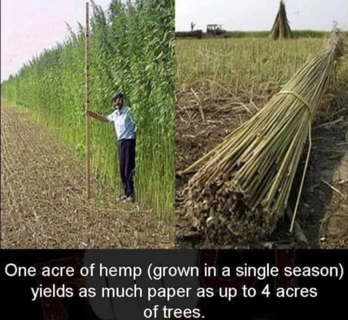 MombasaEmir's tweet photo. A single ton of paper requires  3 tons of trees- that's an area larger than Central Park! 
1 acre of hemp can supply the same amount of paper, but hemp takes just a few months to grow, as trees take 20 to 80 yrs. But our MPs don't know the difference between hemp &amp; marijuana https://t.co/Si2Snuj99z