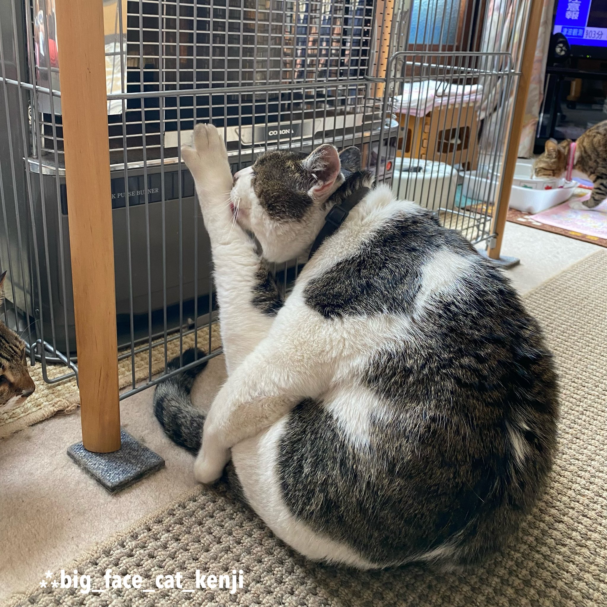 猫「近づくんじゃない」 威圧感に犬タジタジ 「目つきが本物