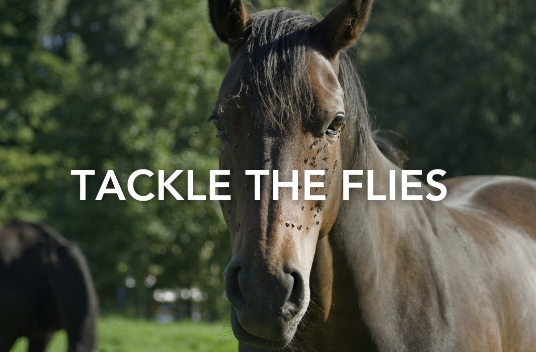 For some horses fly irritation can cause sudden behavioral changes in the field, in hand and when ridden. This can include leg stomping/kicking, lack of concentration, consistent tail swatting and head shaking.

feedmark.com/en/top-tips-fo…