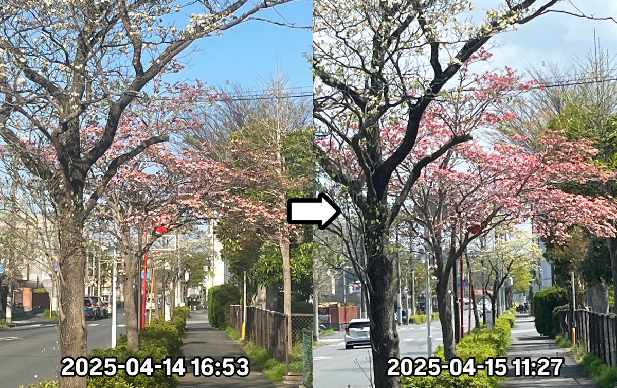 ハナミズキーの季節に移行しまーす🙋