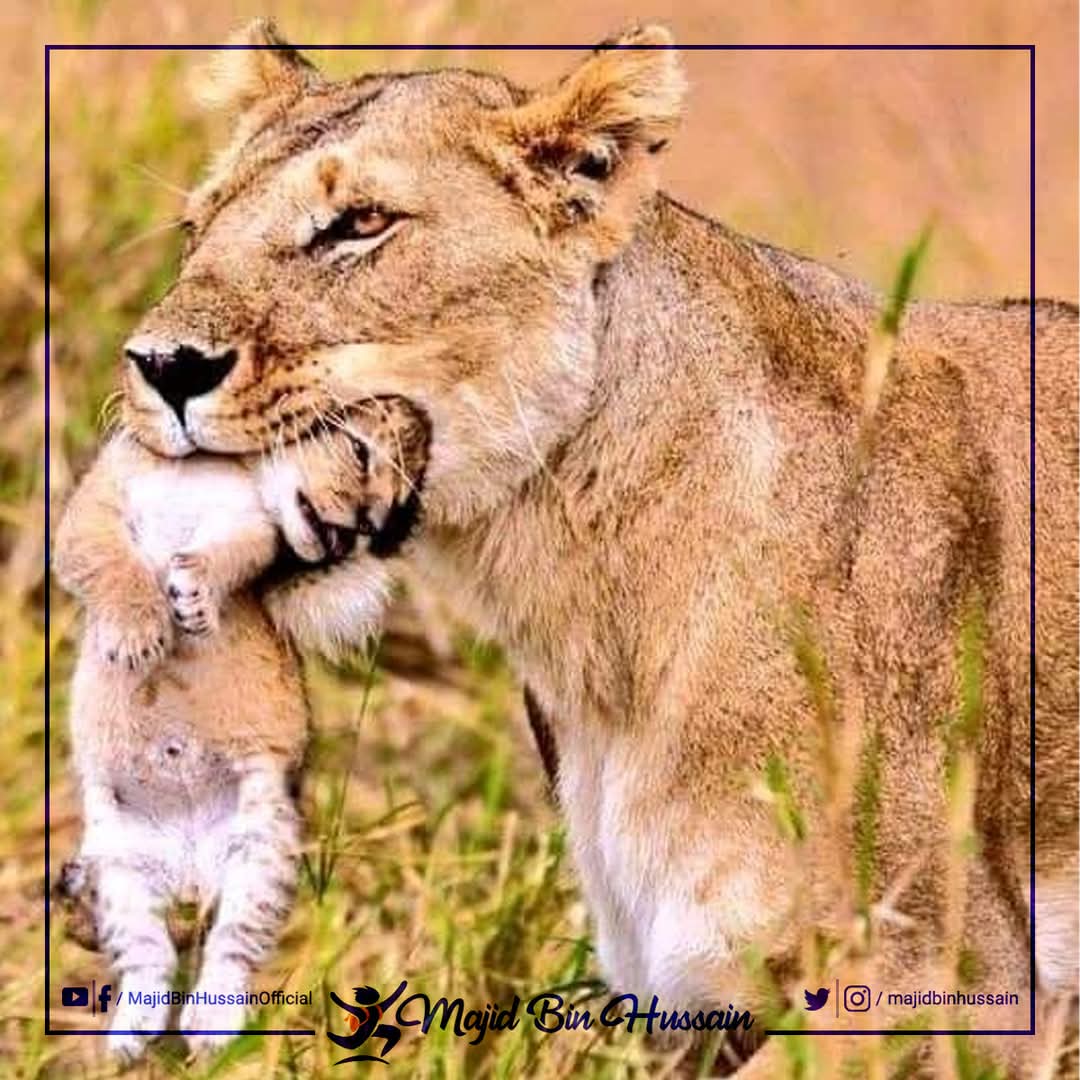 Munir Ahmad Chaudhry™ (@munir_344) on Twitter photo شیرنی جن لمبے نوکیلے دانتوں سے اپنا پانچ سو کلو کا شکار کرتی ہے
انہی دانتوں سے اپنے بچے کو بغیر خراش کے محفوظ جگہ پر منتقل کرتی ہے.
قسمت بھی جب آپ کو گردن سے دبوچ لے تو کچھ دیر صبر سے کام لیجئے گا
ہو سکتا ہے وہ آپ کو خطرے سے نکال کر کسی محفوظ مقام پر لیجا رہی ہو.
<a href="/Ch_344/">Munir Ahmad Chaudhry®</a> شیرنی جن لمبے نوکیلے دانتوں سے اپنا پانچ سو کلو کا شکار کرتی ہے
انہی دانتوں سے اپنے بچے کو بغیر خراش کے محفوظ جگہ پر منتقل کرتی ہے.
قسمت بھی جب آپ کو گردن سے دبوچ لے تو کچھ دیر صبر سے کام لیجئے گا
ہو سکتا ہے وہ آپ کو خطرے سے نکال کر کسی محفوظ مقام پر لیجا رہی ہو.
<a href="/Ch_344/">Munir Ahmad Chaudhry®</a>