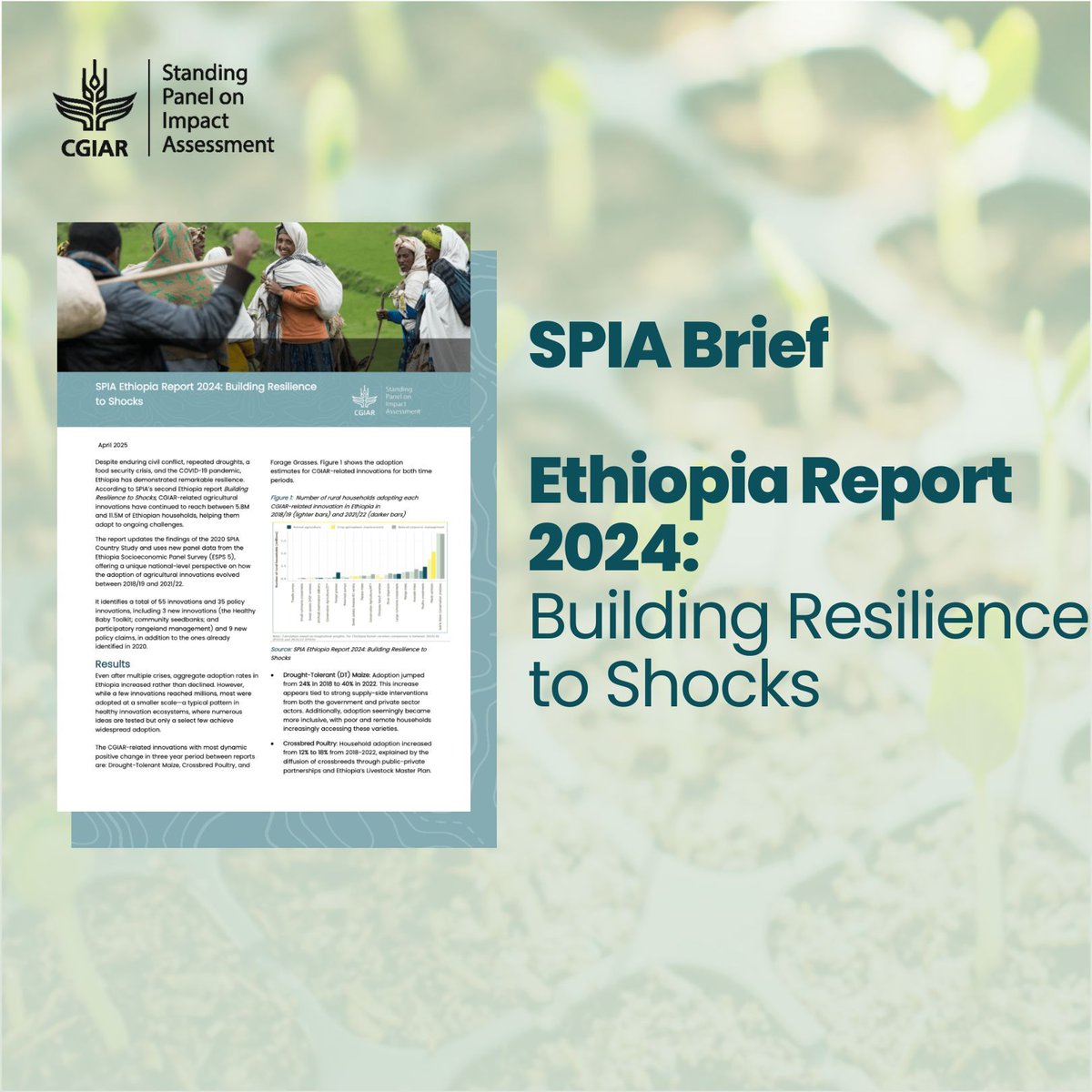 How have agri-innovations persisted in Ethiopia’s crises?🌽 🦠 The latest SPIA brief analyzes resilience through adoption trends from 2018-2022. 

🔎 Which finding surprised you? 

Read our 2-page brief🔗 bit.ly/3EfOCgF 
<a href="/CGIAR/">CGIAR</a> <a href="/IAES_CGIAR/">CGIAR Independent Advisory and Evaluation Service</a>