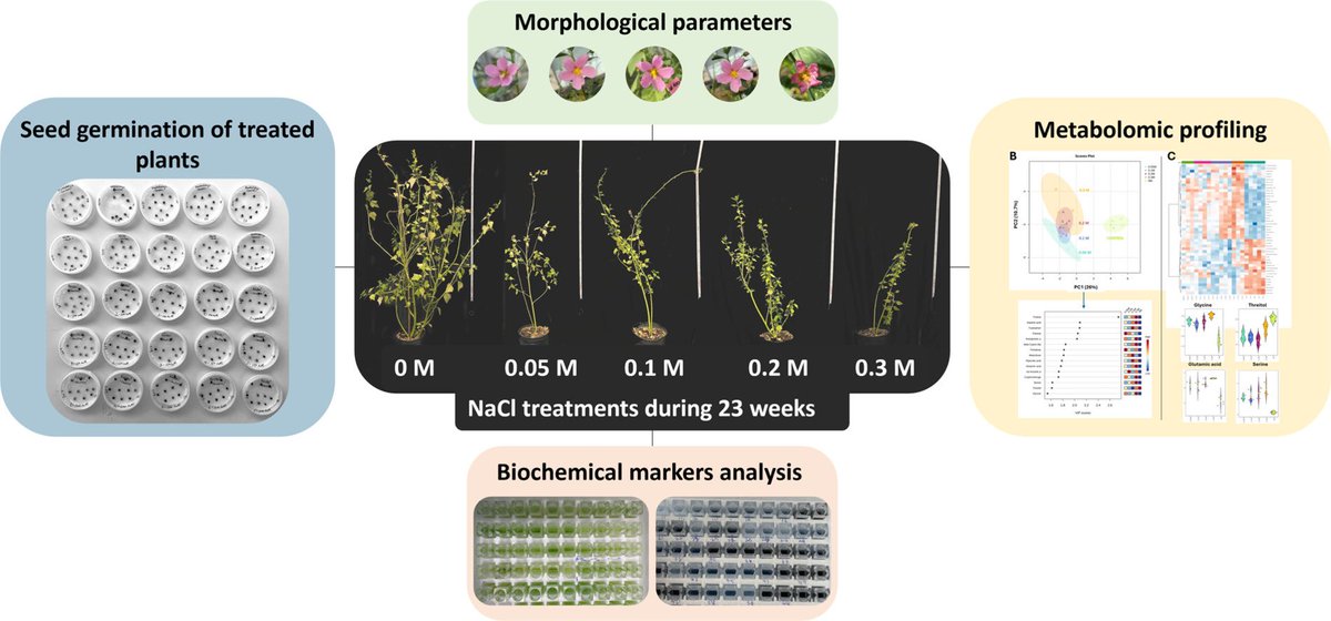 New study out!

We explored the physiological and metabolomic responses of Kosteletzkya pentacarpos, a species of interest for cultivation in saline environments 🪴🧂

Read here ⬇️

sciencedirect.com/science/articl…

#plantscience #SalinityStress #metabolomics