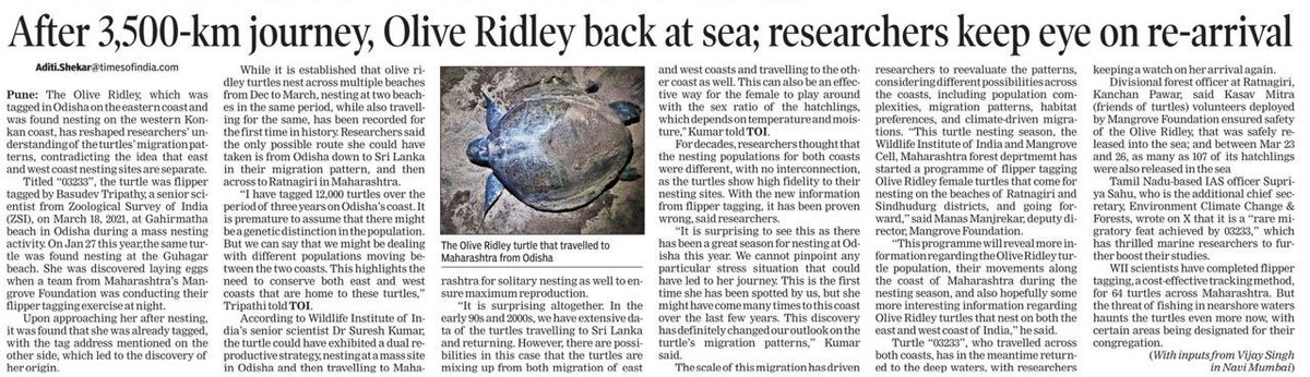 Aditi Shekar TOI (@aditi_shekar) on Twitter photo An Olive Ridley turtle travelled 3.5k kilometres from the east coast in Odisha to Maharashtra’s Guhagar beach for nesting! A research marvel!
<a href="/wii_india/">Wildlife Institute of India</a> <a href="/sureshwii/">Suresh Kumar</a> <a href="/MangroveForest/">Mangrove Foundation of Maharashtra</a> <a href="/moefcc/">MoEF&CC</a> <a href="/ORP_INDIANOCEAN/">Olive Ridley Project</a> <a href="/MahaForest/">Maha Forest Official</a> <a href="/supriyasahuias/">Supriya Sahu IAS</a> <a href="/ParveenKaswan/">Parveen Kaswan, IFS</a> <a href="/ZoologicalI/">Zoological Survey of India</a> An Olive Ridley turtle travelled 3.5k kilometres from the east coast in Odisha to Maharashtra’s Guhagar beach for nesting! A research marvel!
<a href="/wii_india/">Wildlife Institute of India</a> <a href="/sureshwii/">Suresh Kumar</a> <a href="/MangroveForest/">Mangrove Foundation of Maharashtra</a> <a href="/moefcc/">MoEF&CC</a> <a href="/ORP_INDIANOCEAN/">Olive Ridley Project</a> <a href="/MahaForest/">Maha Forest Official</a> <a href="/supriyasahuias/">Supriya Sahu IAS</a> <a href="/ParveenKaswan/">Parveen Kaswan, IFS</a> <a href="/ZoologicalI/">Zoological Survey of India</a>
