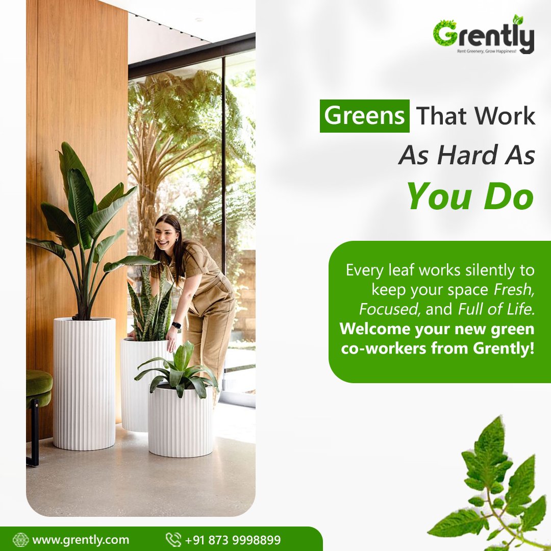 GoGrently's tweet photo. Breathe life into your workspace.
With Grently’s Plant Rental Service, you get stylish planters, vibrant greenery, and zero stress.
✨ No maintenance worries
✨ Affordable rentals
✨ Aesthetic upgrade to your space
.
.
#Grently #GreenInteriors #OfficeWithPlants #PlantRentalIndia https://t.co/8Gm60Dk5Q5