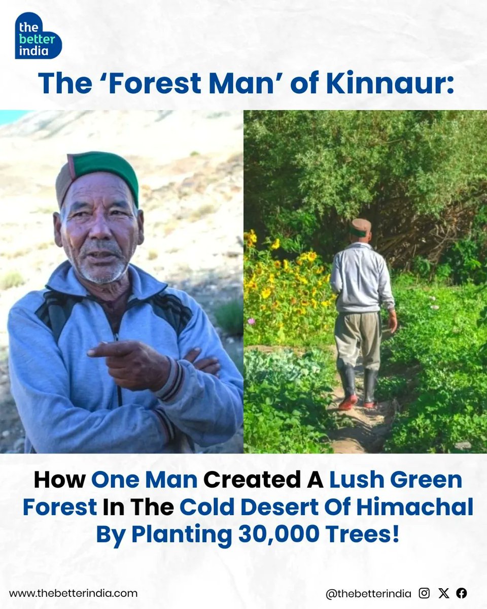 thebetterindia's tweet photo. In the harsh, barren landscapes of Kinnaur, Himachal Pradesh, where farming seems impossible, stands a lush 65-hectare forest — a testament to one man’s vision and determination.
Meet Anand Dhwaj Negi, a resident of Sunam village, who single-handedly planted 30,000 trees in Thang Karma village, transforming the cold desert into a green paradise.
#ForestMan #Changemaker #HimachalPradesh #Kinnaur #HimachalDay