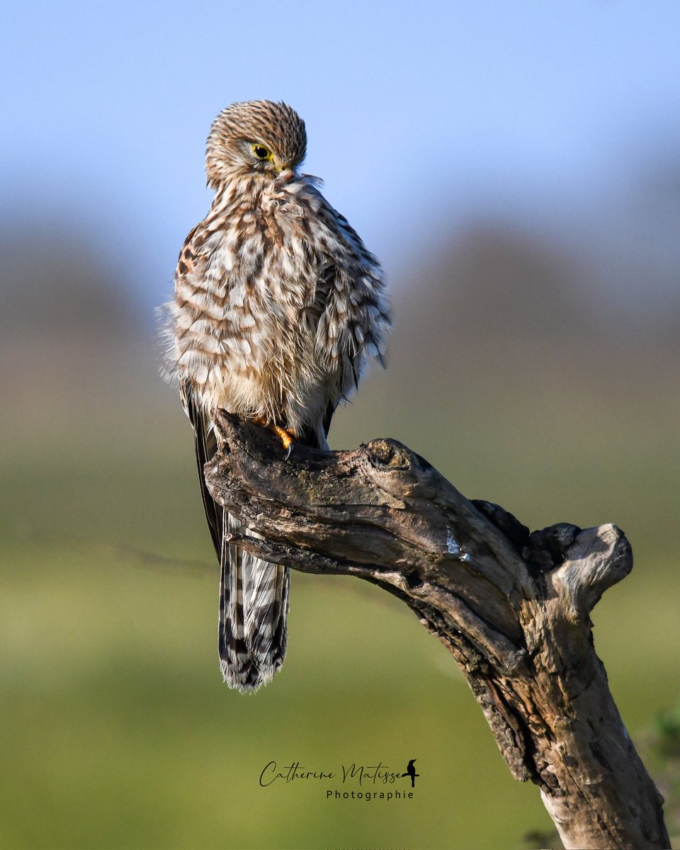 Cat 🧡 🐿 📸 tweet media
