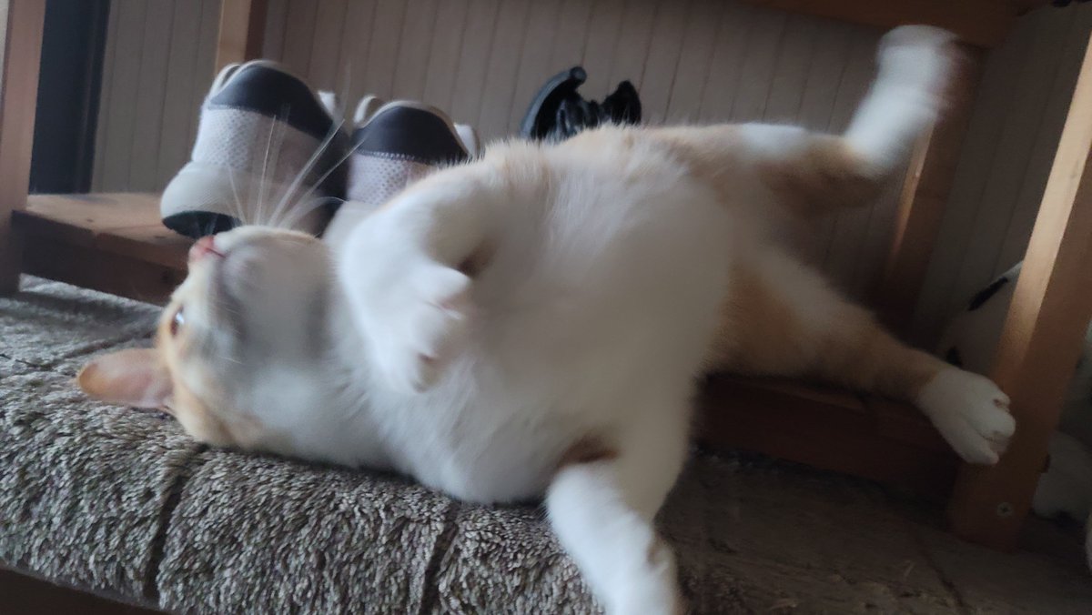 GALAXY_yoge's tweet photo. #猫好きさんと繋がりたい
#猫のいる暮らし
#猫のいる生活 https://t.co/utWiCFV16x