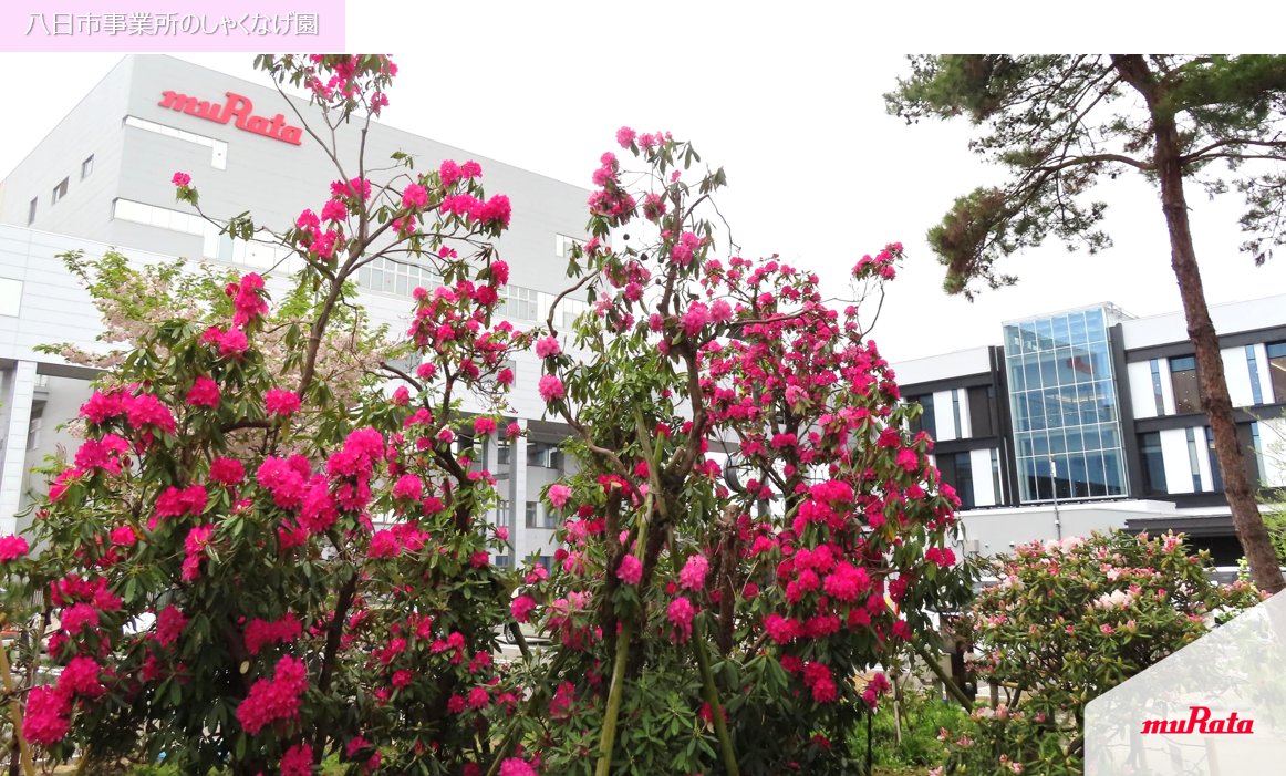 NHK総合「#魔改造の夜」のマシンを限定公開🌟 ＼ ムラタが #M田製作所