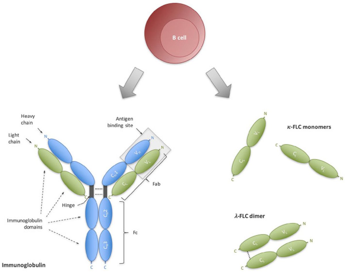 Brandon_Beaber's tweet photo. Elevated Kappa-free light chains (κ-FLC) in the CSF are  88% sensitive and  89% specific for MS (typical cutoff CSF value of 0.96 mg/L), similar to CSF oligoclonal bands. uhttps://pmc.ncbi.nlm.nih.gov/articles/PMC9925908/ https://t.co/Dk4GPLZUXE