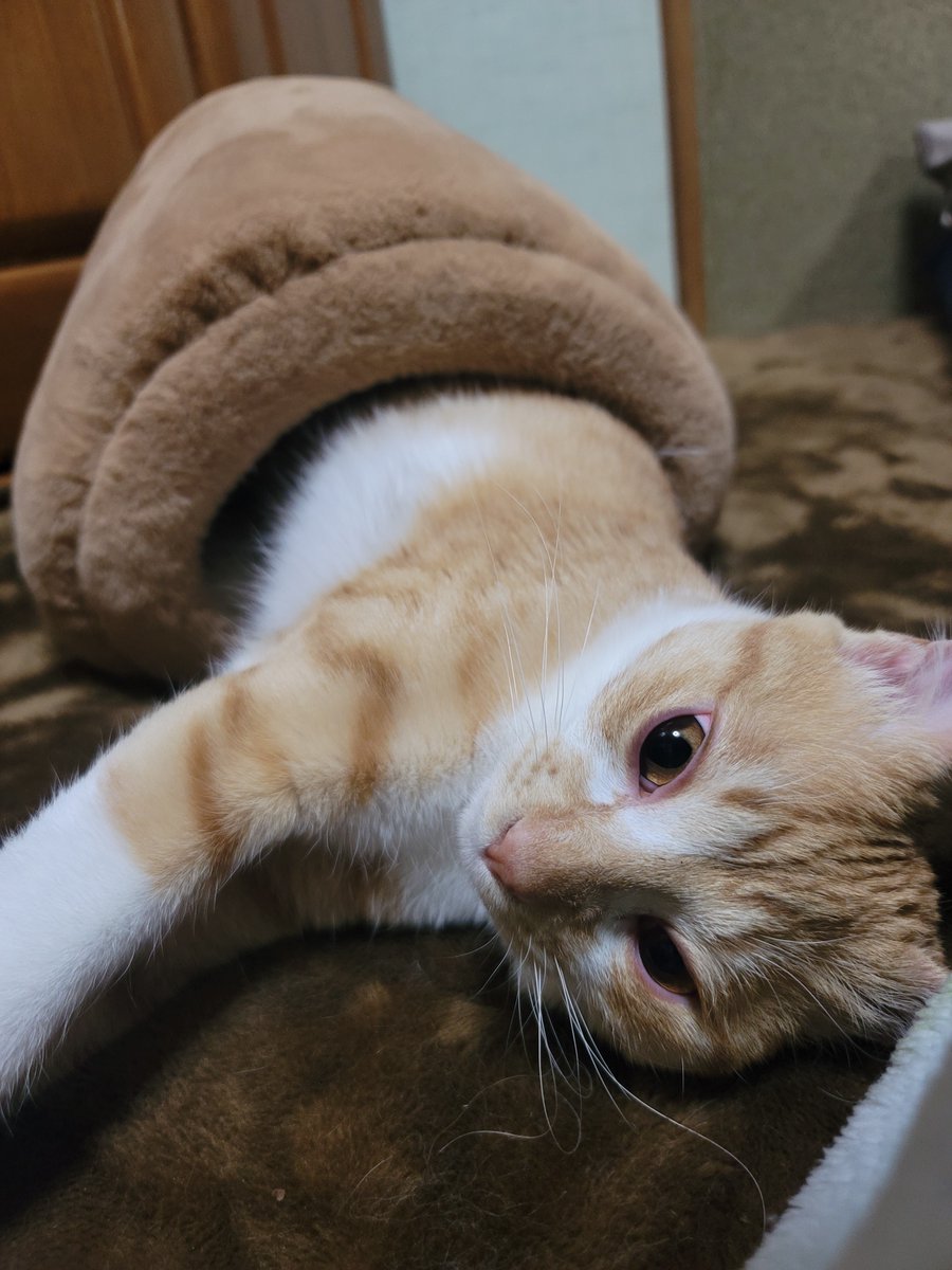 GALAXY_yoge's tweet photo. #猫好きさんと繋がりたい
#猫のいる暮らし
#猫のいる生活 https://t.co/EaacRK9fkP