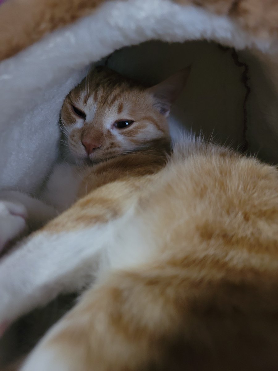 GALAXY_yoge's tweet photo. #猫好きさんと繋がりたい
#猫のいる暮らし
#猫のいる生活 https://t.co/EaacRK9fkP