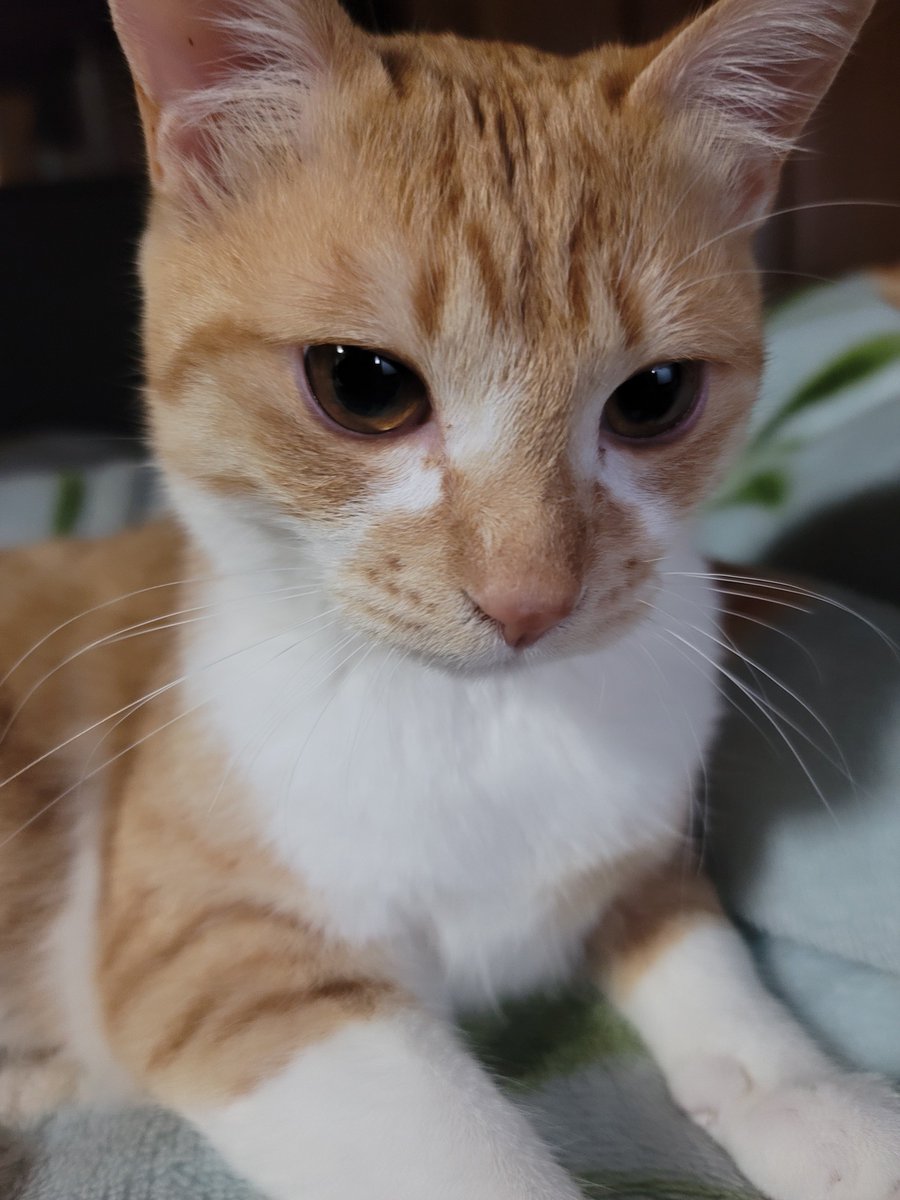 GALAXY_yoge's tweet photo. #猫好きさんと繋がりたい
#猫のいる暮らし
#猫のいる生活 https://t.co/EaacRK9fkP