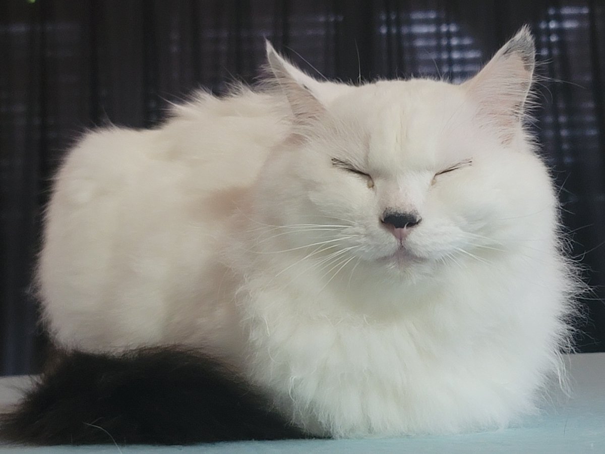GALAXY_yoge's tweet photo. #猫好きさんと繋がりたい
#猫のいる暮らし
#猫のいる生活 https://t.co/8vHehjzYrl