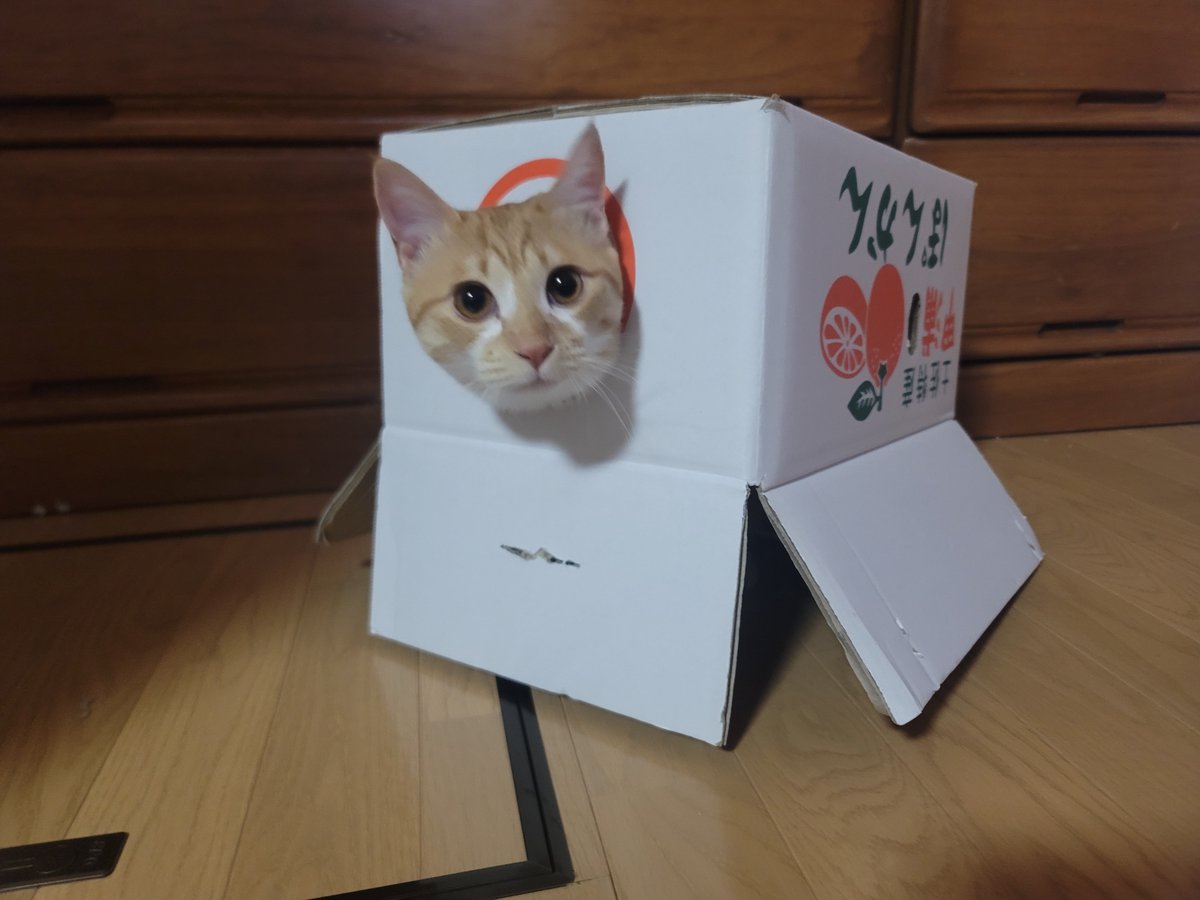 GALAXY_yoge's tweet photo. #猫好きさんと繋がりたい
#猫のいる暮らし
#猫のいる生活 https://t.co/8vHehjzYrl