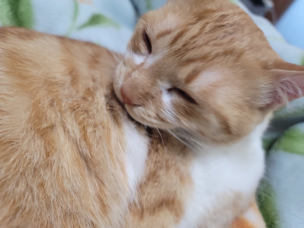 GALAXY_yoge's tweet photo. #猫好きさんと繋がりたい
#猫のいる暮らし
#猫のいる生活 https://t.co/eXm9DXOER7