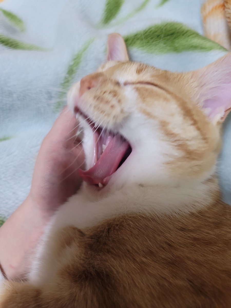 GALAXY_yoge's tweet photo. #猫好きさんと繋がりたい
#猫のいる暮らし
#猫のいる生活 https://t.co/eXm9DXOER7