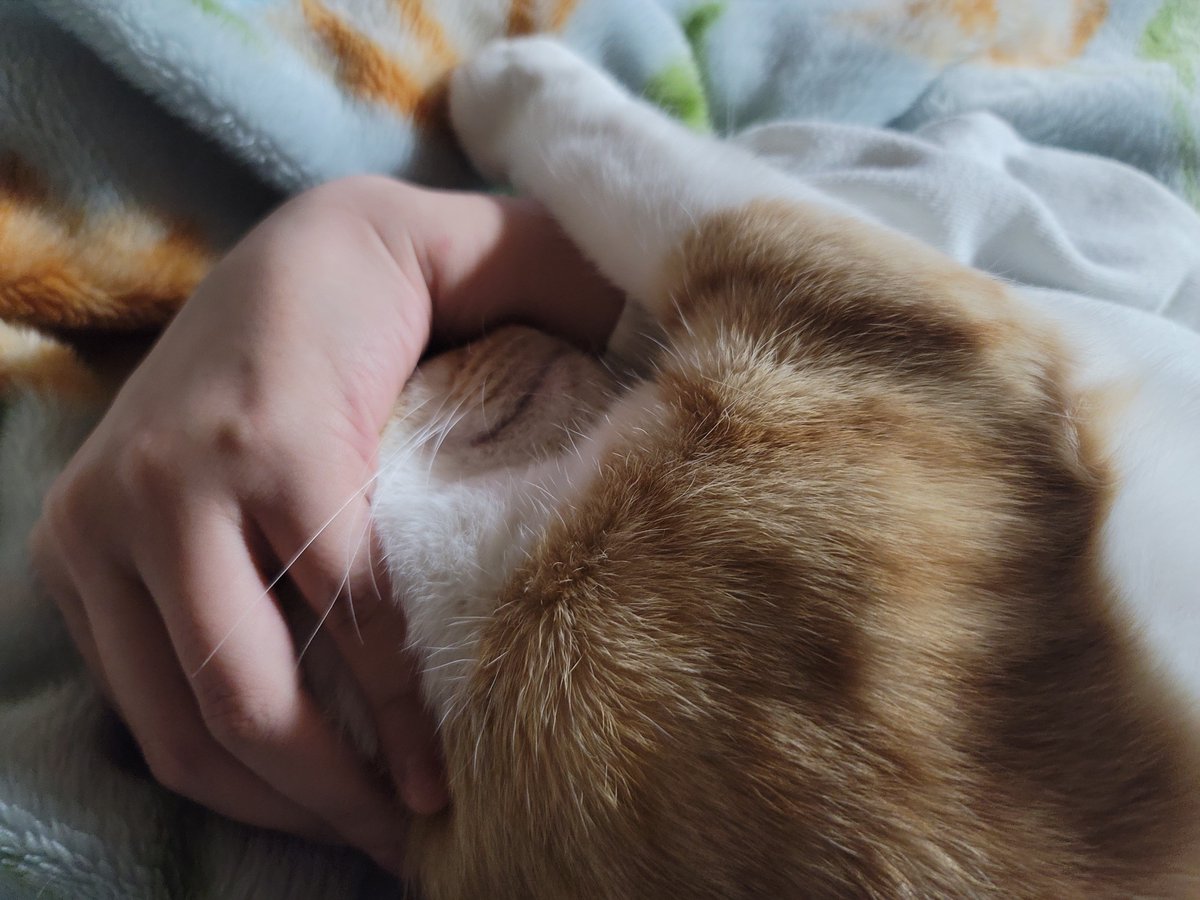 GALAXY_yoge's tweet photo. #猫好きさんと繋がりたい
#猫のいる暮らし
#猫のいる生活 https://t.co/eXm9DXOER7