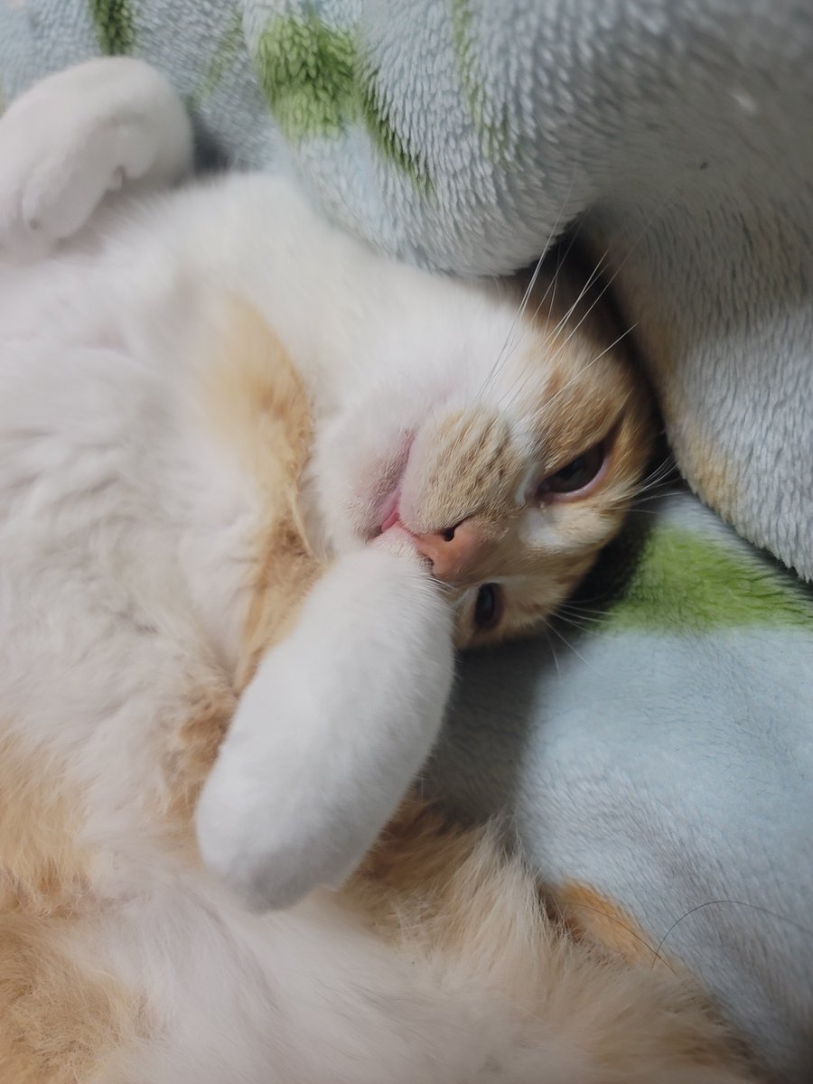 GALAXY_yoge's tweet photo. #猫好きさんと繋がりたい
#猫のいる暮らし
#猫のいる生活 https://t.co/eXm9DXOER7