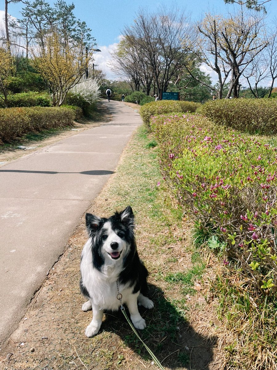또 며칠 뒤엔 앙상하니 가지만 남아 있을 2025년 마지막 벚꽃입니다.
봄이 찾아왔음을 느끼는 오늘, 매틱이와 함께 나들이...^^