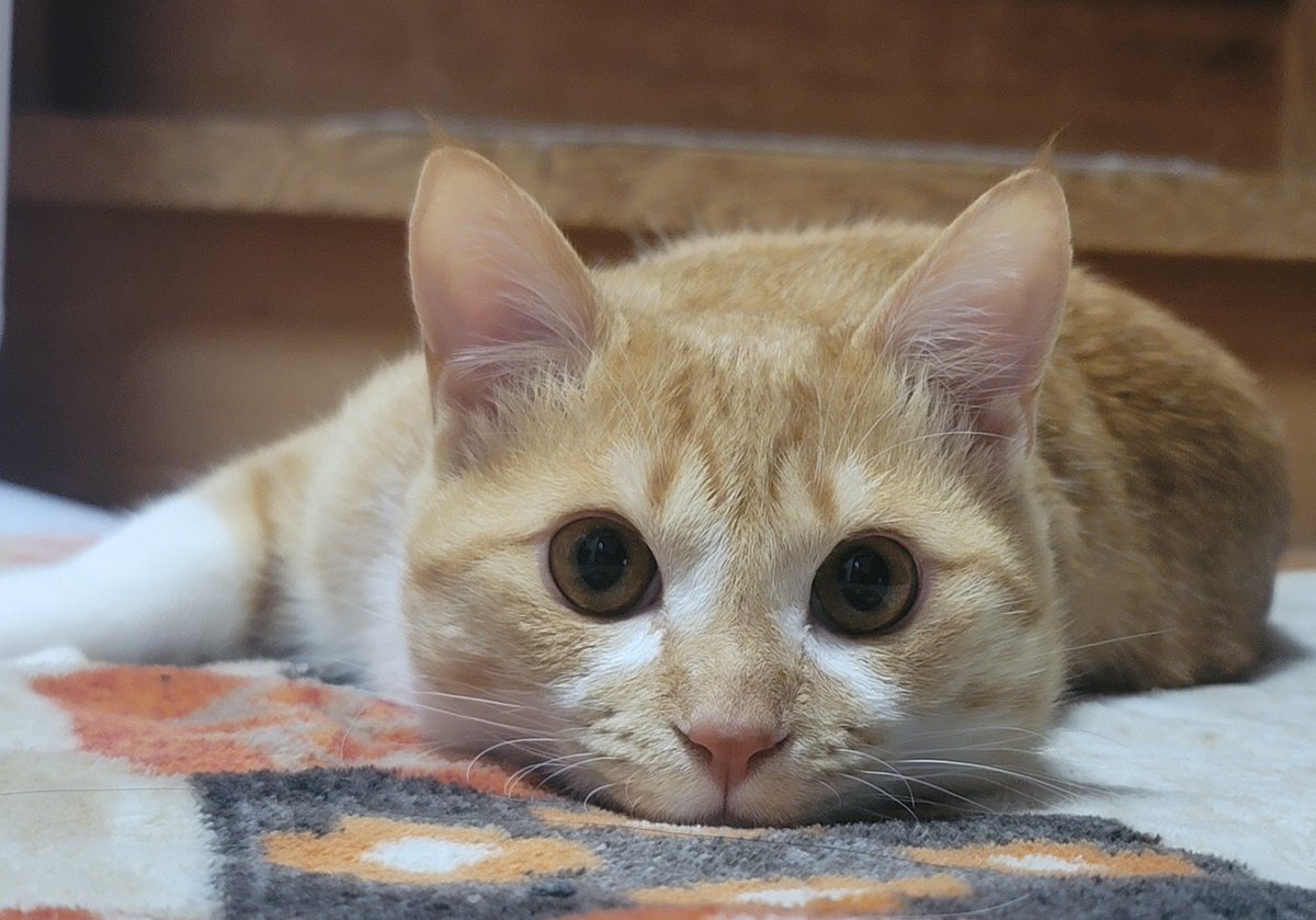 GALAXY_yoge's tweet photo. #猫好きさんと繋がりたい
#猫のいる暮らし
#猫のいる生活 https://t.co/UhwGthMla3