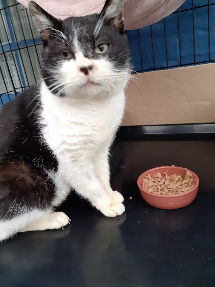 GoudenMandKat's tweet photo. Superlieve Boy, 8 jaar, Fiv+, binnenkat zoekt een huisje. Hij is in prima gezondheid.
https://t.co/TakY5W2UQ2
E-mail: annemie@katimoe.be
Vragenlijst: https://t.co/wrrediMUtO
Locatie: Menen, België
Ter adoptie via KATIMOE VZW een erkend kattenasiel
#kat #katten #fiv #fivpositive https://t.co/qWL795I4pB