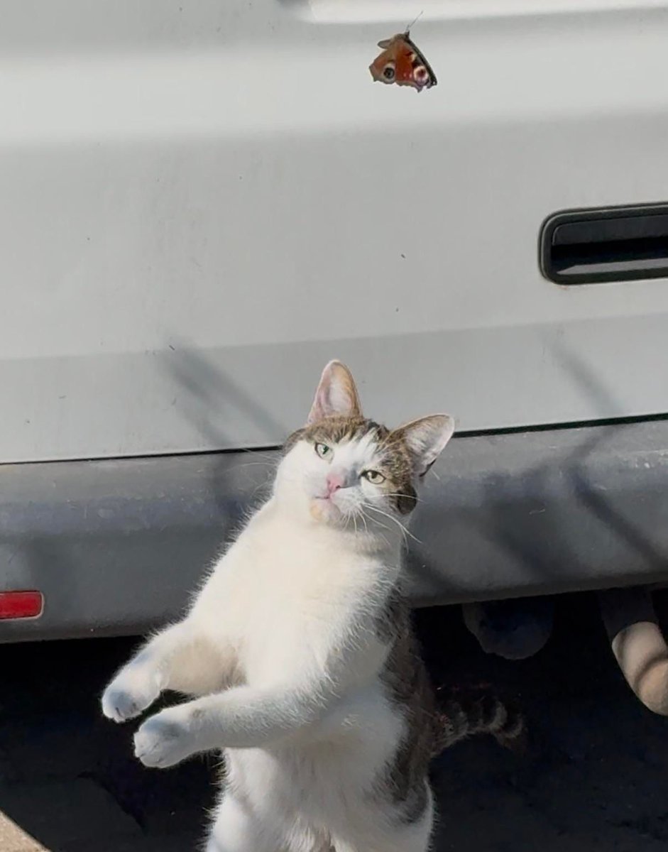 PostsOfCats's tweet photo. Sad story, at least she tried https://t.co/aO7iH1FtQ4