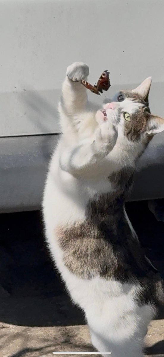PostsOfCats's tweet photo. Sad story, at least she tried https://t.co/aO7iH1FtQ4