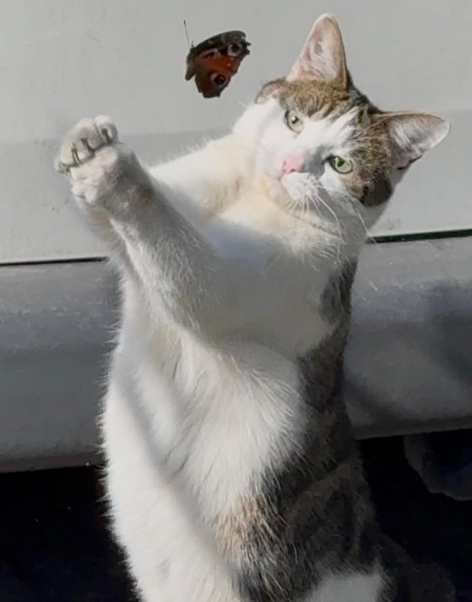 PostsOfCats's tweet photo. Sad story, at least she tried https://t.co/aO7iH1FtQ4