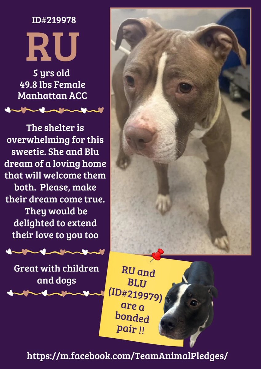 anja_brckner3's tweet photo. Do you have #room for #two ❓
#Ru is a #NewIntake at #NYCACC #Manhattan and is now #seperated from her partner #Blu 💔
They #both need a #lovinghome where they can be #TogetherAs1 💜
Please #foster or #pledge for a #rescue 🙏🏻
https://t.co/Jl52d7tPQV https://t.co/RGtZgHJsLX