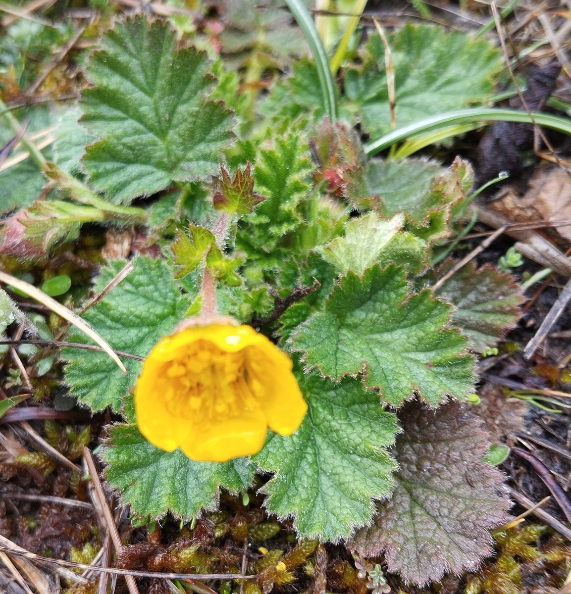 #FloraSilvestre Geum montanum o Cariofilada de montaña 
Buenos días