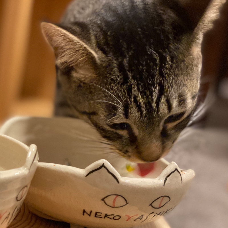 tedukurigohan's tweet photo. 毎日、猫の手作りごはんなんか作って、疲れない？と聞かれることがあります。
そんな話綴り��した。ぜひご覧くださいませ＞＞
https://t.co/JFvoRifVbV

#猫の手作りごはん #猫の手作りご飯 #犬猫の手作りごはん #犬猫の手作りご飯 #福猫本舗 https://t.co/V8X87MJgEU