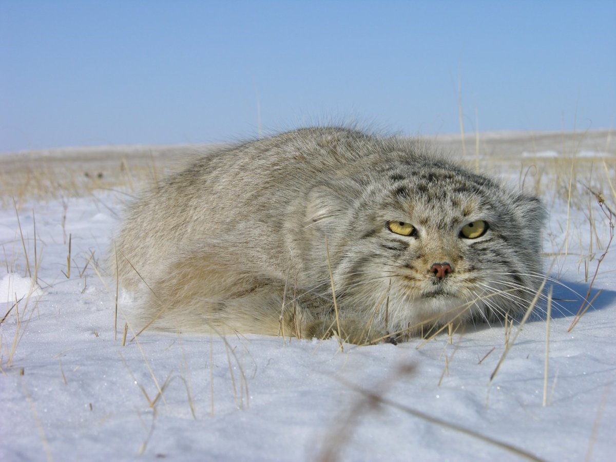 cuuisie's tweet photo. 🚨New Manul knowledge alert 🚨 
Scientists have recently discovered that the flat head famously donned by the Pallas’s Cat did not evolve for camouflage in flat terrain, but instead was the result of having their heads CRUSHED by the head crusher eight million years ago!! https://t.co/ssfX8kgV8w
