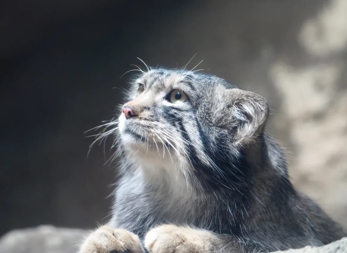 cuuisie's tweet photo. 🚨New Manul knowledge alert 🚨 
Scientists have recently discovered that the flat head famously donned by the Pallas’s Cat did not evolve for camouflage in flat terrain, but instead was the result of having their heads CRUSHED by the head crusher eight million years ago!! https://t.co/ssfX8kgV8w
