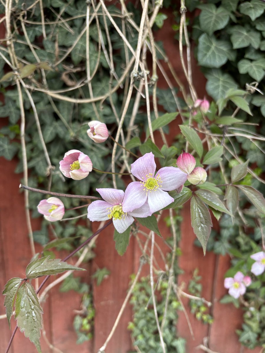 LisaPerfidious's tweet photo. The beast is waking. Soon all will be pink.
#NatureWalkToTheBus https://t.co/oKSd9yxGaK