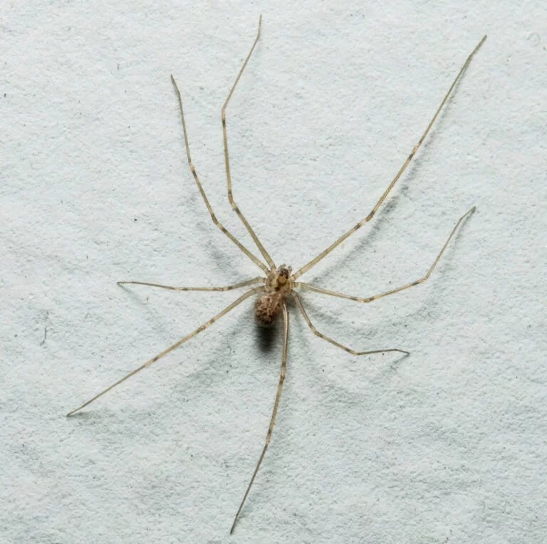 Redireccion tweet media