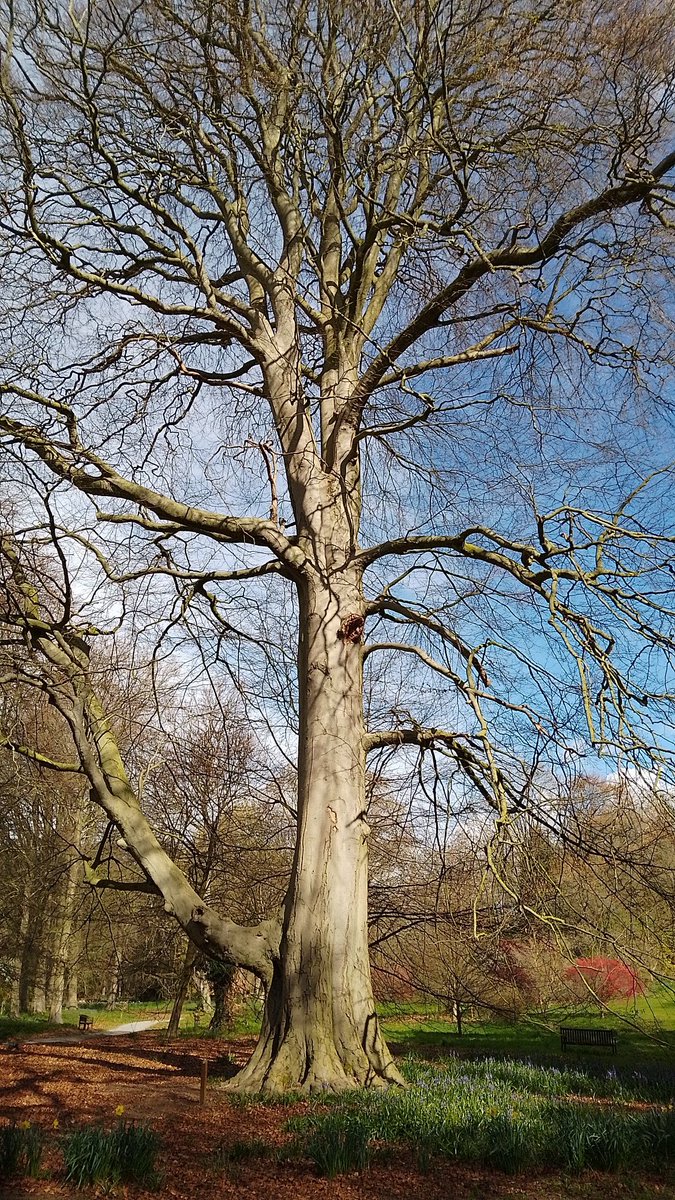 s4r4h_l's tweet photo. #ThickTrunkTuesday with a mighty tree at #ThorpPerrow arboretum, this one in a sea of bluebells. @keeper_of_books #trees #vitaminN https://t.co/3DcnAReNf6