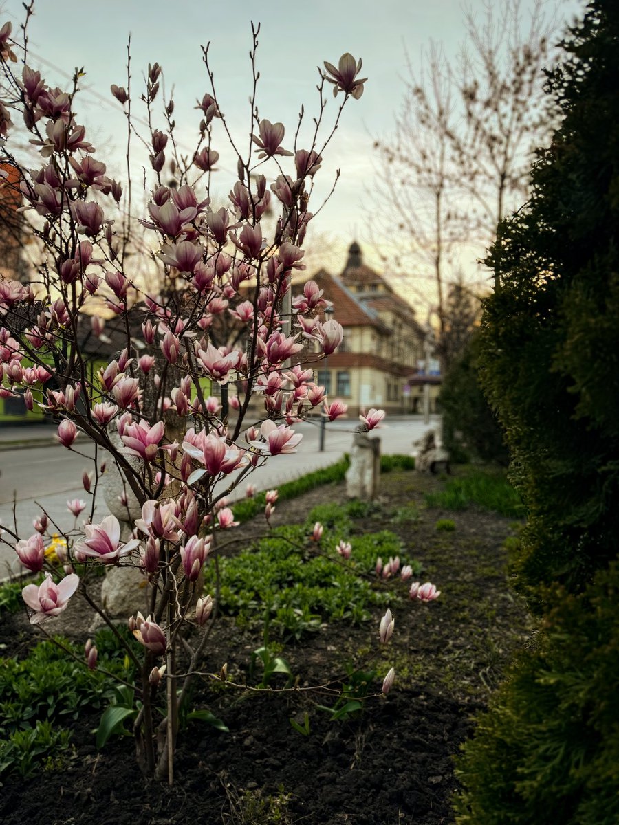 strilets1983's tweet image. Ця магнолія квітне в центрі Харкова й не спалена росіянами виключно завдяки Силам оборони. До закриття збору @nakypiloua  й Радіо «Накипіло» на ППО для Харківщини лишилося зовсім трошки. Доєднуйтесь, будь ласка. Кожна гривня — важлива! Посилання на банку: send.monobank.ua/jar/72Nj5BzKcu