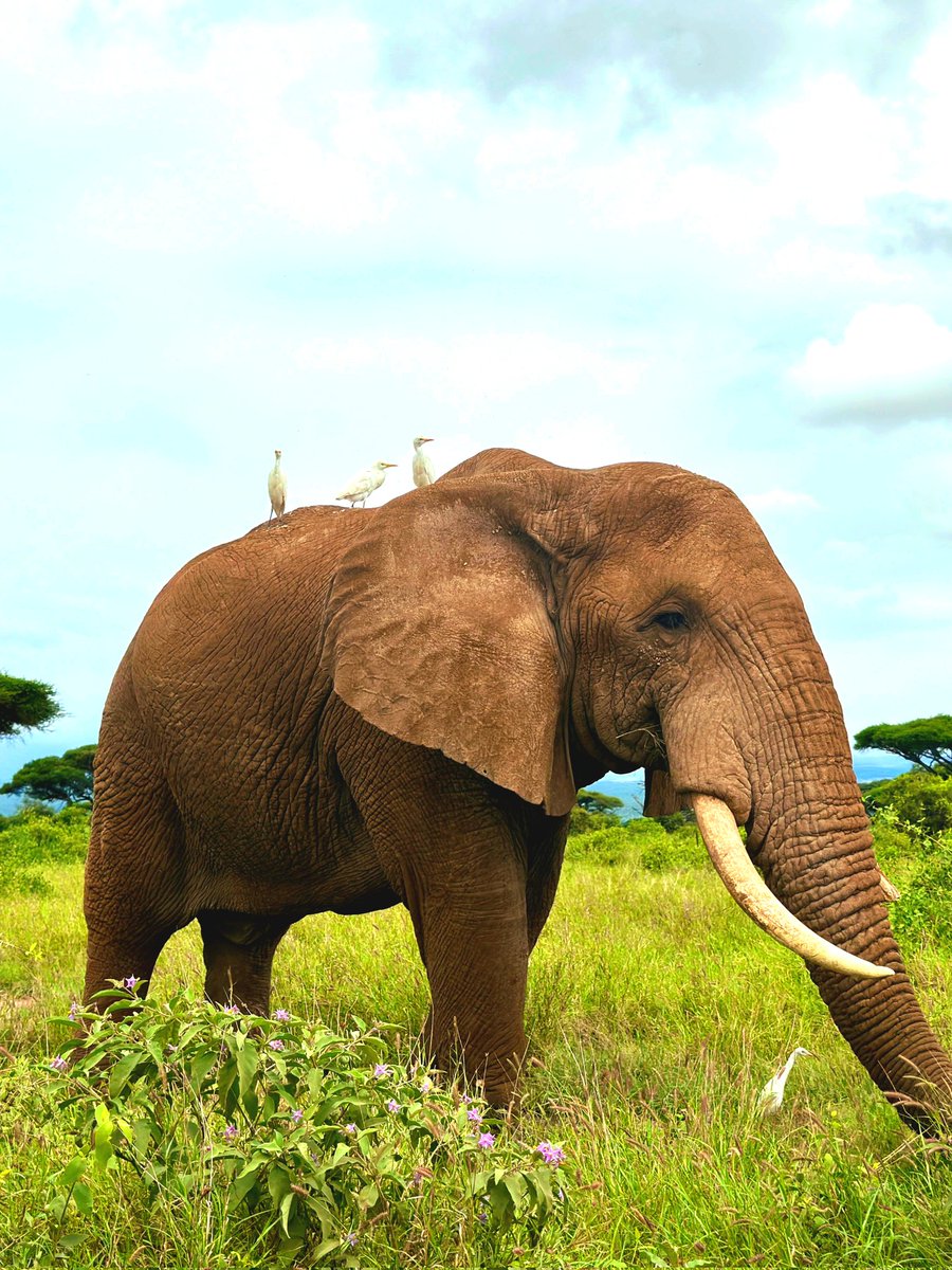 Miss_Pamzi Safaris tweet media