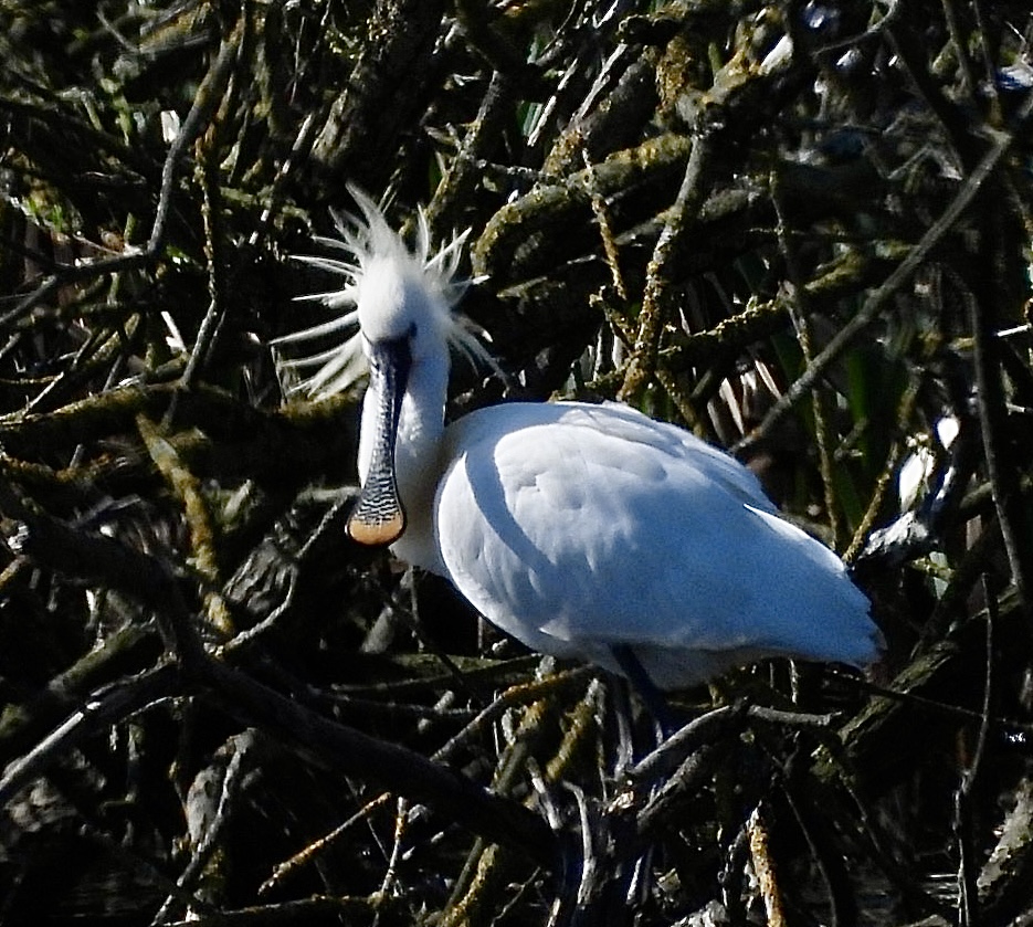 Showy Spoonbill at <a href="/RSPBSaltholme/">RSPB Saltholme</a> yesterday
<a href="/RSPBEngland/">RSPB England</a> <a href="/Natures_Voice/">RSPB</a> <a href="/freebirdnewsuk/">Free Rare Bird News, UK 🇬🇧</a> <a href="/BBCSpringwatch/">BBC Springwatch</a> <a href="/WildlifeMag/">BBC Wildlife</a>