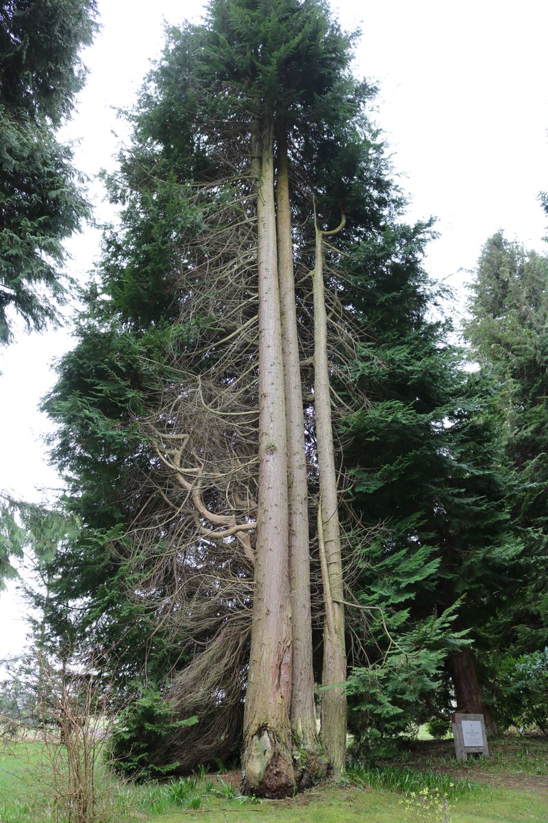 Maureen82665415's tweet photo. Morning all 👋🏻triple  trunks  for  #thicktrunktuesday #trees #treeclub #treelovers #nature 💙🏴󠁧󠁢󠁳󠁣󠁴󠁿 https://t.co/xh180AXRy2